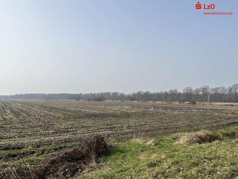 Friesoythe Bauernhöfe, Landwirtschaft, Friesoythe Forstwirtschaft