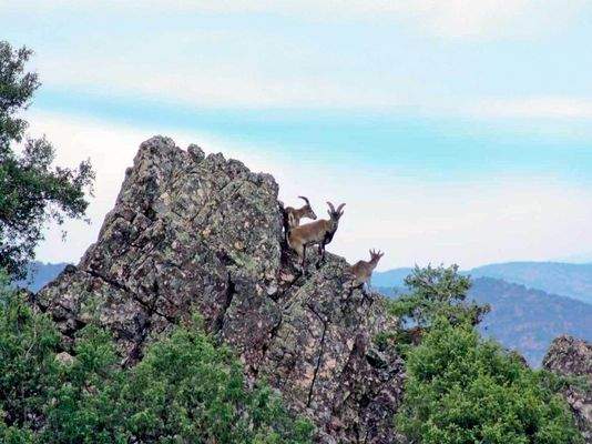 Jagdgebiet in Spanien, Immobilien-Kurz-Salzburg
