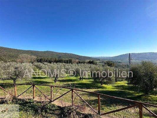 Blick auf den Olivenhain