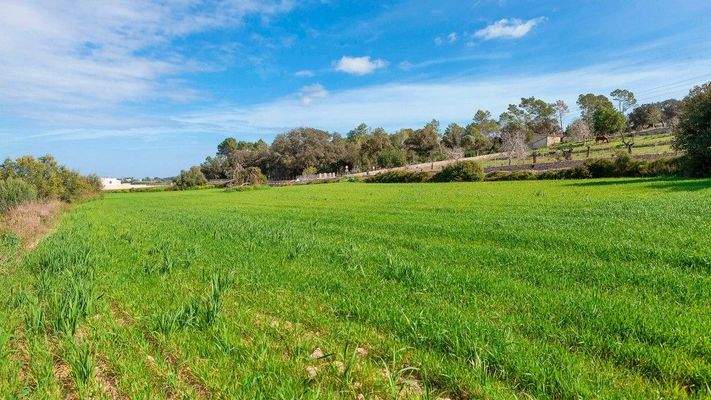 Rustikales Grundstück zum Verkauf in Muro, Mallorca