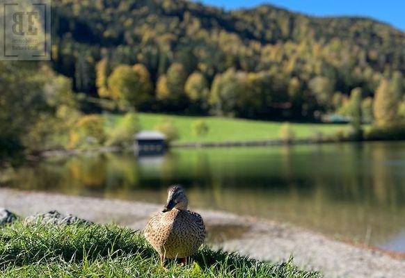 Der Schliersee - in unmittelbarer Nähe