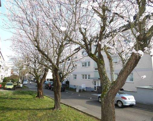 Mandelblütenallee in der Anwohnerstraße