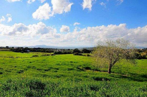 7139_03_Felanitx_Grundstück