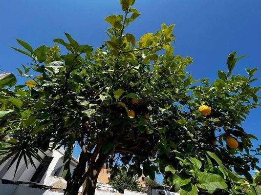 Zitronenbaum