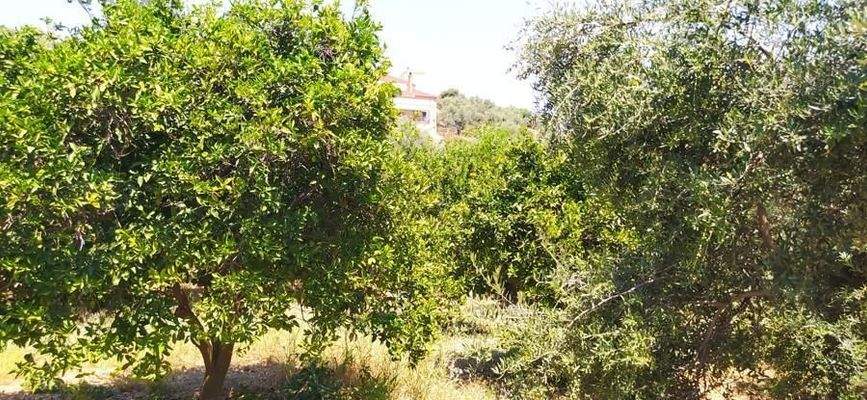 Kreta, Daratsos: Grundstück in ruhiger Lage neben der Stadt Chania zu verkaufen