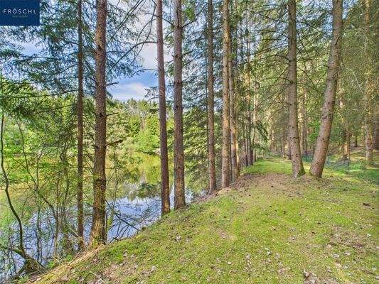 Waldweg beim Teich 1