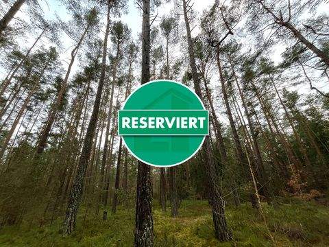 Pyrbaum / Dennenlohe Bauernhöfe, Landwirtschaft, Pyrbaum / Dennenlohe Forstwirtschaft