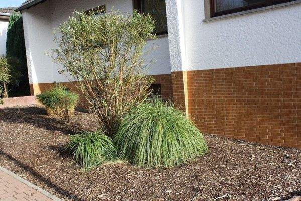 pflegeleichter Vorgarten