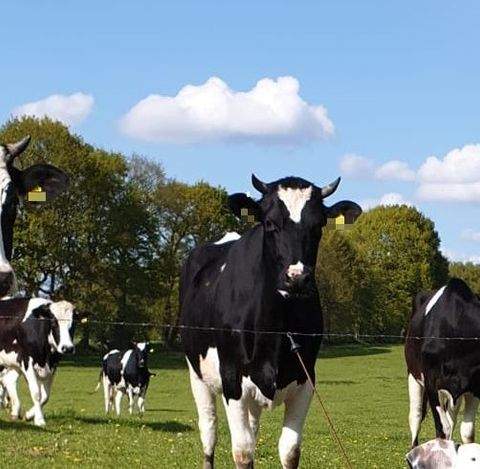 Burg (Dithmarschen) Halle, Burg (Dithmarschen) Hallenfläche