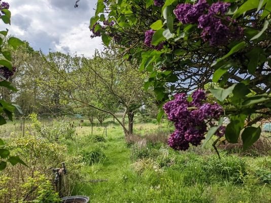 Garten im Dornröschenschlaf