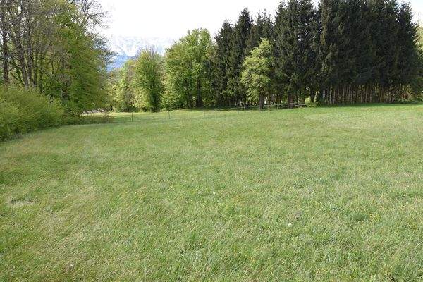 Wiesen- oder Ackerfläche