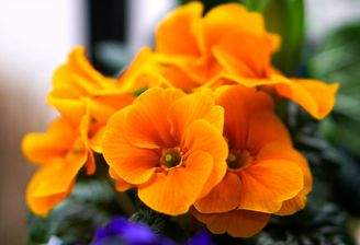matthiasboeckel-primrose-4860183 1920 (1)