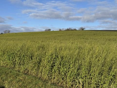 Weng-Moosberg Bauernhöfe, Landwirtschaft, Weng-Moosberg Forstwirtschaft