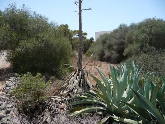 Wunderschön gelegenes Baugrundstück in der exklusiven Wohnsiedlung Sa Torre Nova von Cala Santanyi