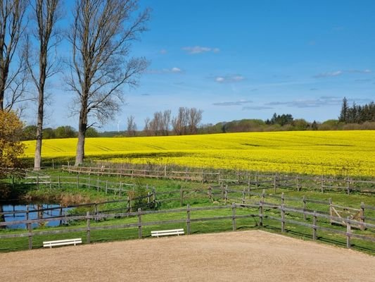 Rapsblüte als Nachbar