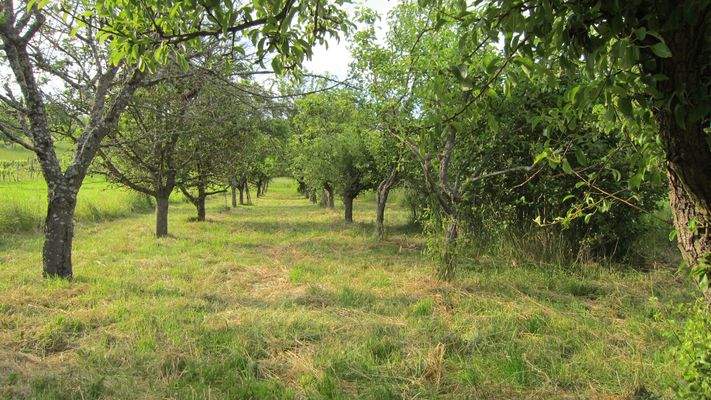 Obstgarten