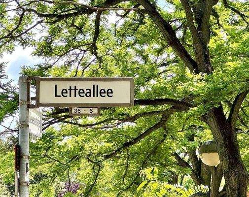 Letteallee Platane.jpg