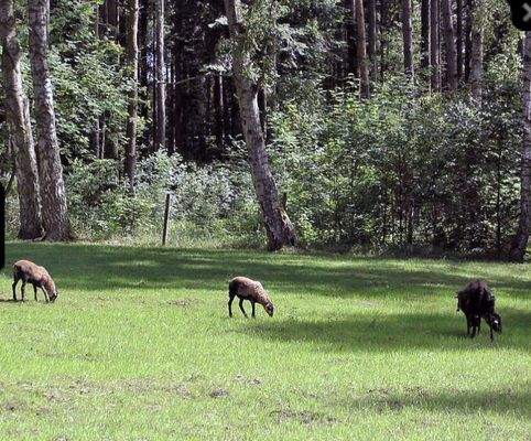 Große eingezäunte Freiflächen