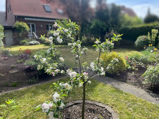 Apfelbaum im Garten