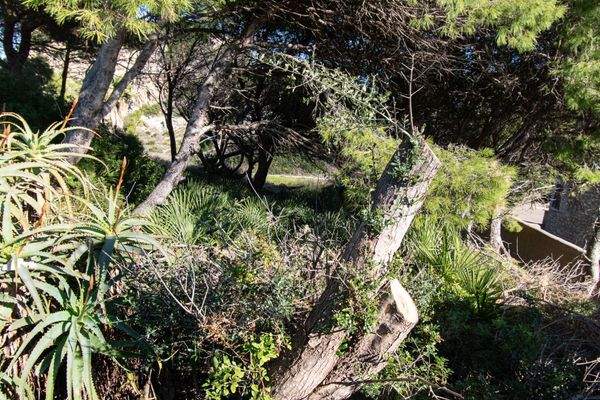 Grundstück , teilweise gerodet