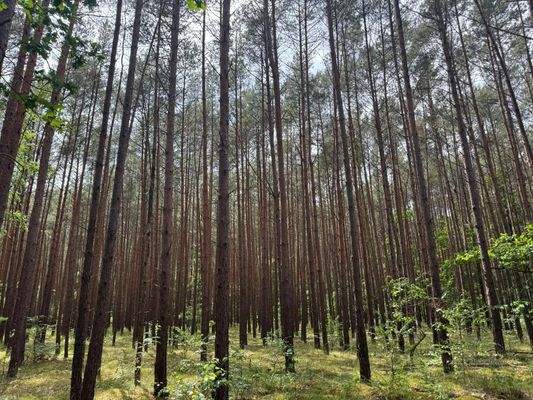 60-jähriger Kiefernbestand 