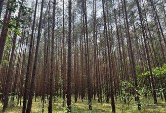 60-jähriger Kiefernbestand 