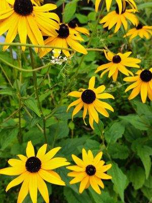 ... schöne Gartenblumen