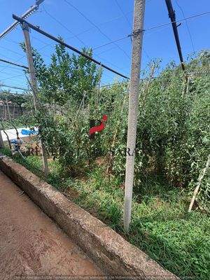 WhatsApp Image 2025-08-05 at 15.15.06 (5).jpeg