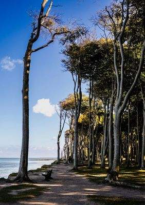 Der berühmte "Gespensterwald" von Nienhagen