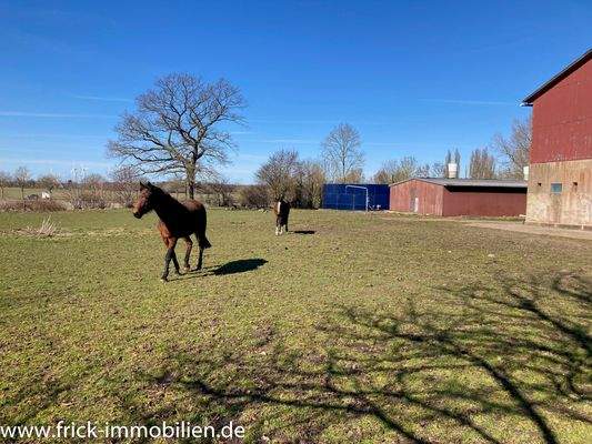 009-Hausweide Westseite.JPG