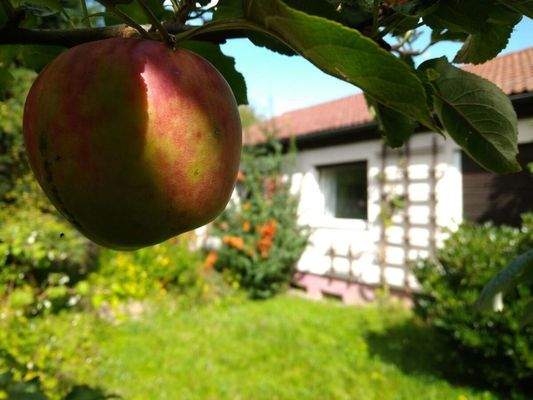 Und wer erntet nächstes Jahr?