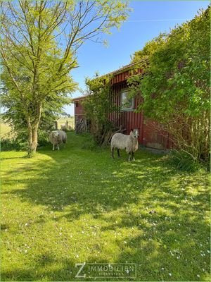 Zum Stall und tierischer Besuch