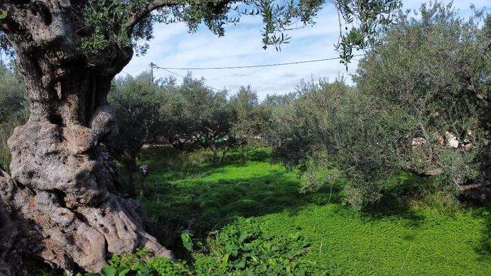 Kreta, Kokkino Chorio: Eckgrundstück in der Nähe des Dorfes und der Einkaufsmöglichkeiten zu verkaufen