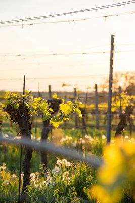 Kopie souboru DSC02117.jpg