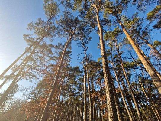 schöner alter Kiefernbestand