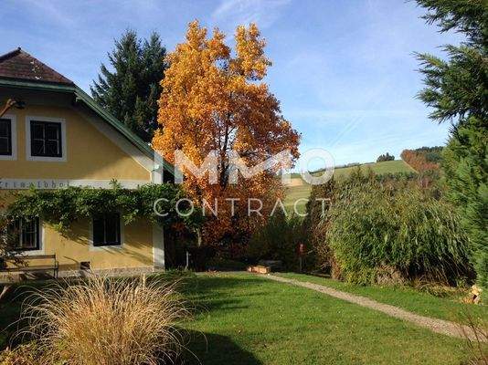 Herbstimpressionen mit Tulpenbaum