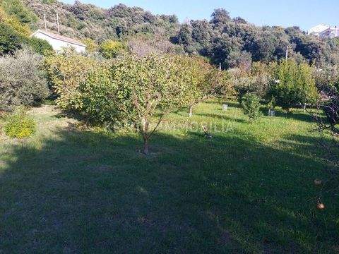 Rab Bauernhöfe, Landwirtschaft, Rab Forstwirtschaft