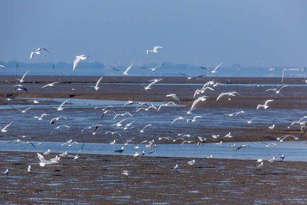 Das Wattenmeer vor Tossens
