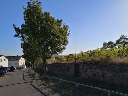 Weinberge direkt am Objekt.jpg