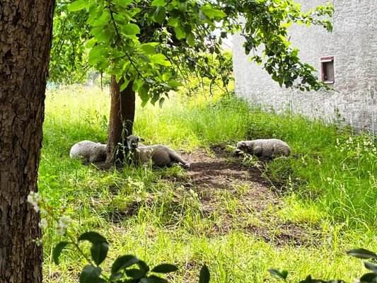 Schafe weiden zur Zeit auf dem Grundstück