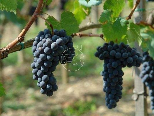 Wunderschönes Anwesen | Montepulciano