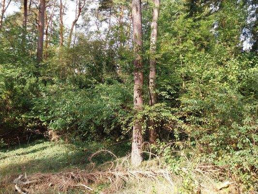 Wohnen in Sackgassenlage