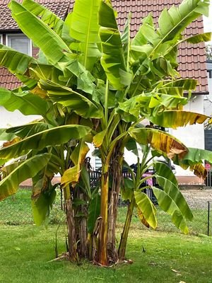 Bananenpflanze
