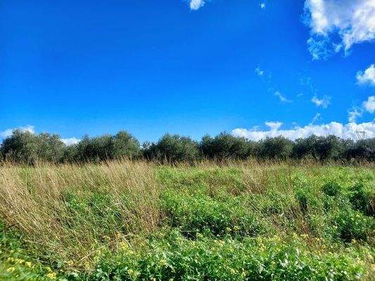 Kreta, Dramia: Grundstück in der Nähe der Strände von Kournas und Georgioupolis zu verkaufen