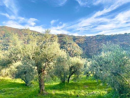 DA1013_04 TERRA ITALIA IMMOBILIEN_REAL ESTATE_FOR 