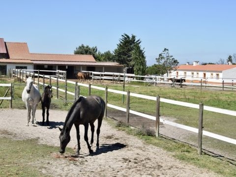 São Teotónio Bauernhöfe, Landwirtschaft, São Teotónio Forstwirtschaft