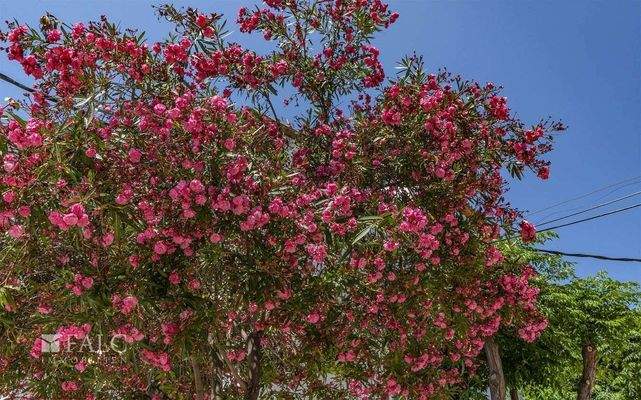 apartment-cala-millor-29