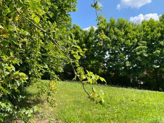 Garten östlich der Garage