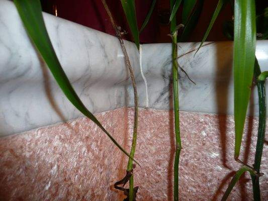 gerundete Marmorgesimse Top.jpg