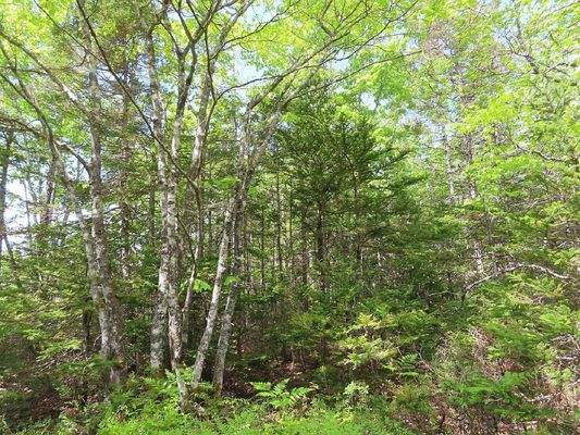 Cape Breton - Tolles Bau-Grundstück mit 12.400 m² 